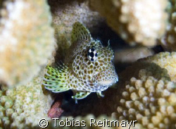 Shy leopard blenny hiding inside staghorn coral, Koh Bon,... by Tobias Reitmayr 